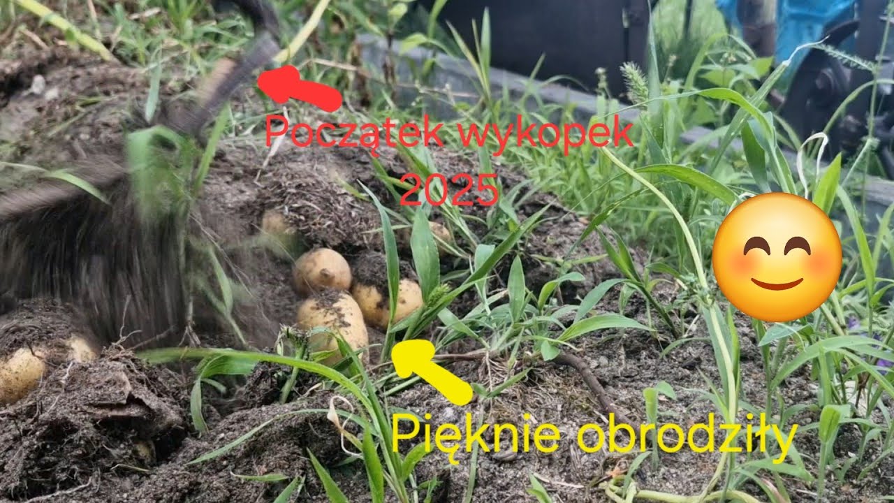 Początek wykopek ziemniaków 2025