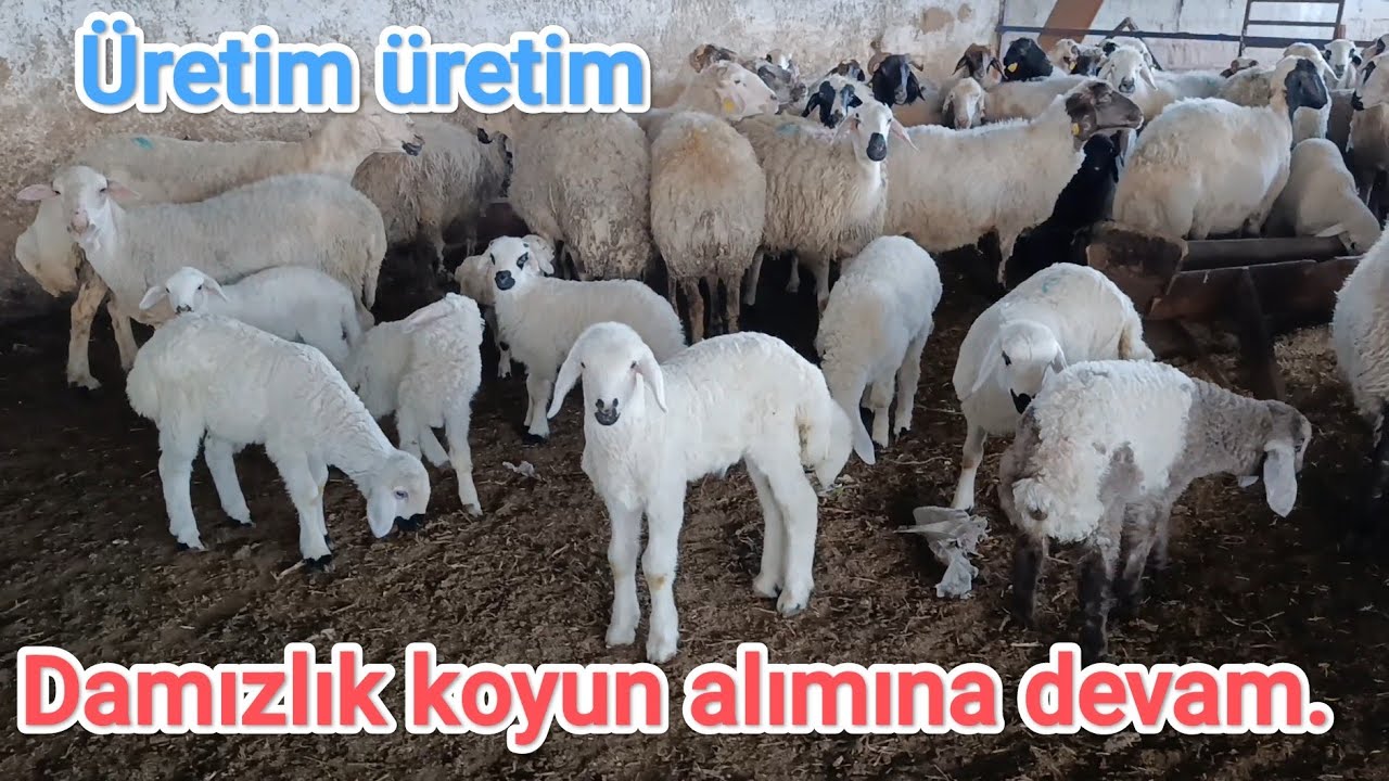 Damızlık koyun işi kazançlı bir iş.. Aldıkça alıyoruz.