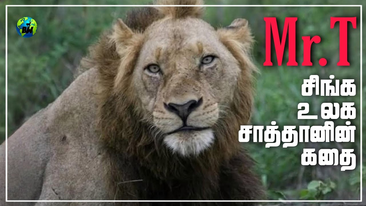 Mr.T | சிங்க உலக சாத்தானின் கதை | Kinky Tail | Mapogo coalition | Lions Story | Tamil | BioWorld