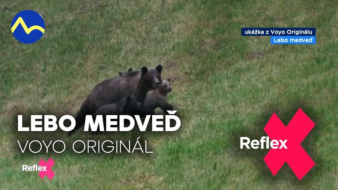 Lebo medveď - dokumentárna séria Voyo Originál | Reflex