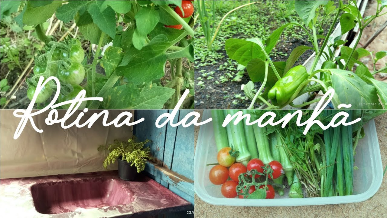 Rotina da manhã,dia de colheita no quintal.