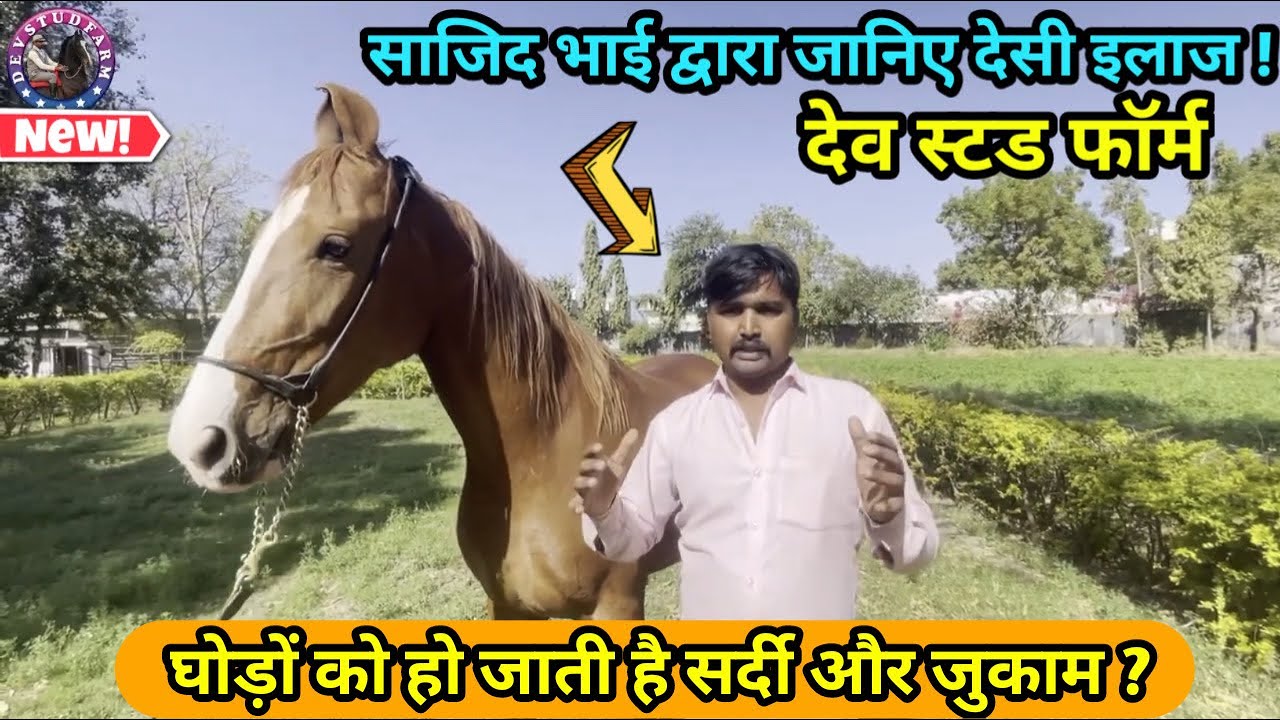 GHODE KI SARDI JUKAM KA ILAJ