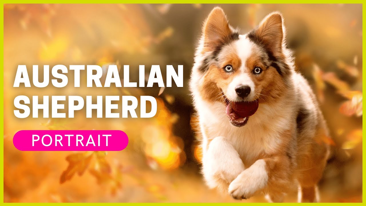 AUSTRALIAN SHEPHERD | Rasseportrait | Charakter & Haltung