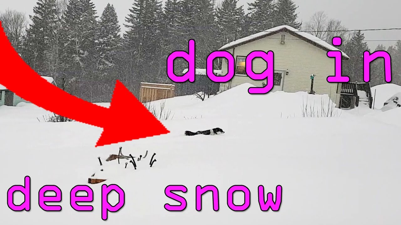 dog can barely run in too deep snow