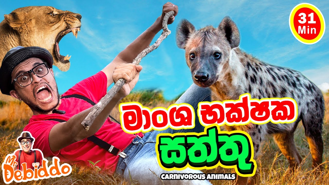 මාංශ භක්ෂක සත්තු|Mr. Debiddo Carnivorous Animals Kids Learning Video, Preschool Education| Saththu