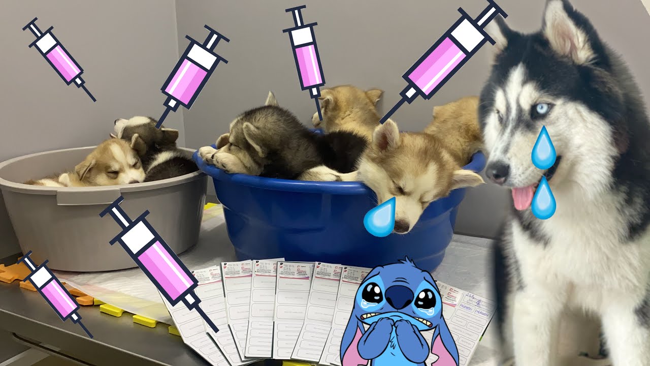 OS FILHOTES DO HUSKY SIBERIANO LUKE FORAM VACINAR