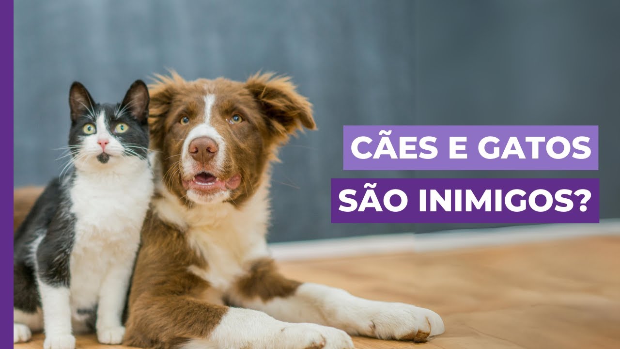 Gato e cachorro são inimigos? Como torná-los amigos?