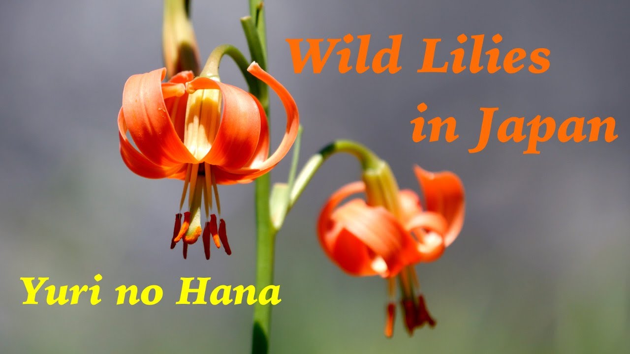Yuri - Japanese Lilies in nature ユリの花