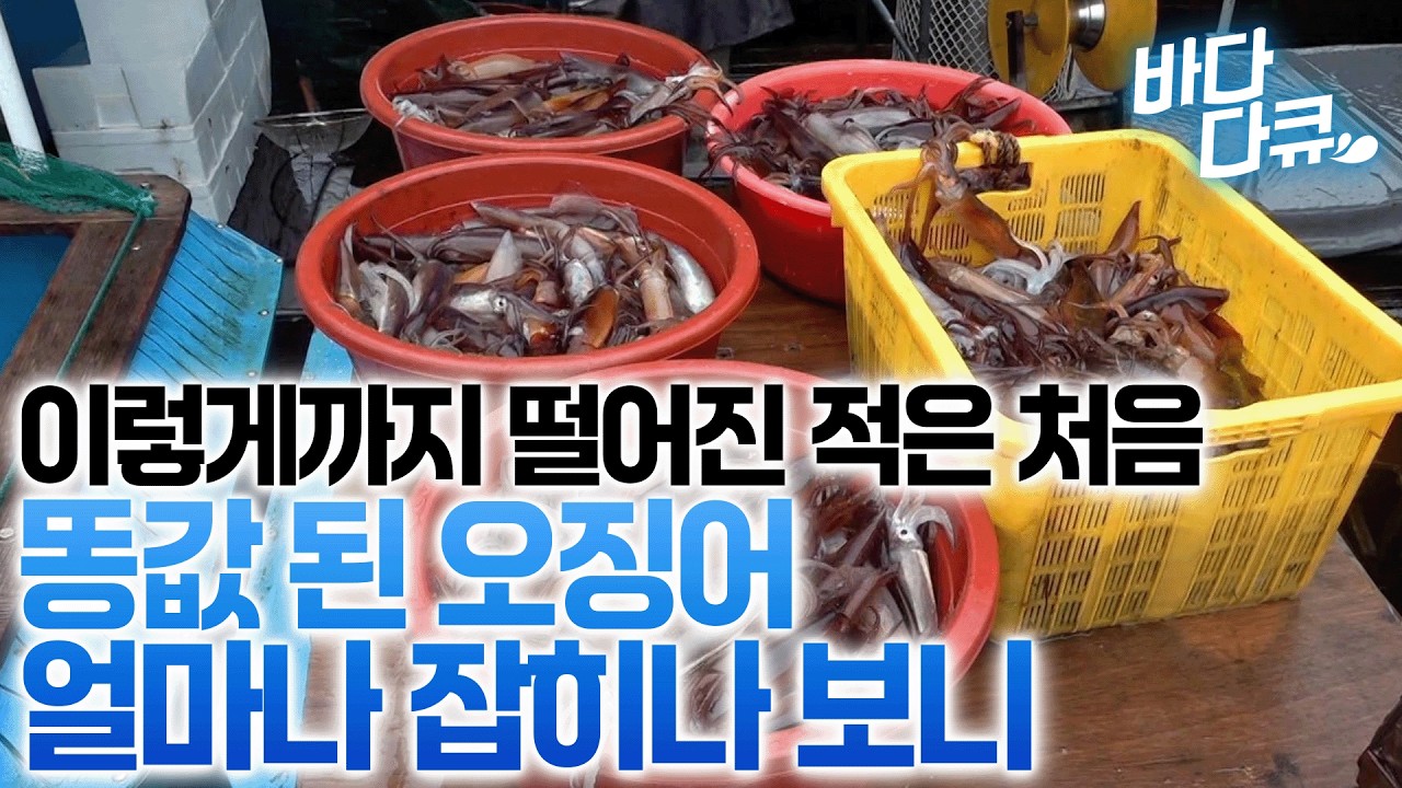 하루 나가서 7,000마리 잡는다, 올해는 줄줄이 올라오는 오징어에 싱글벙글/#바다다큐