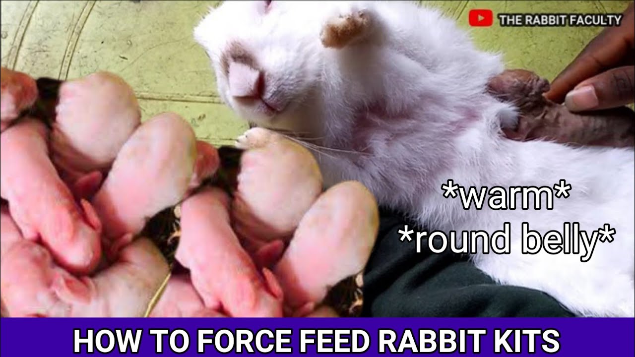 How to force feed rabbit simple trick video #forcefeed #rabbitfarm #breastfeeding #rabbitbaby