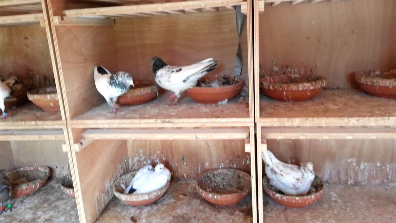 Persian and Pakistani pigeon / highflyer 2014