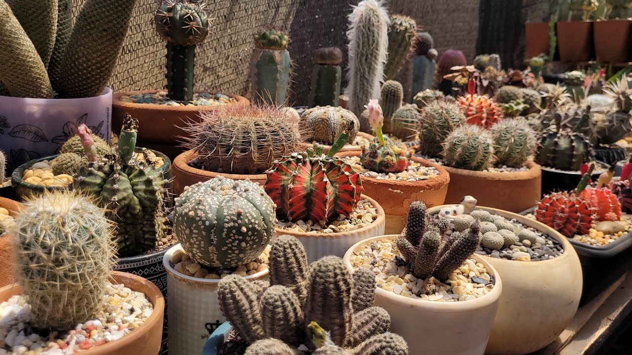 TOUR NA COLEÇÃO 💚🌵#plantas #cactus #jardimdecactos #cactos 