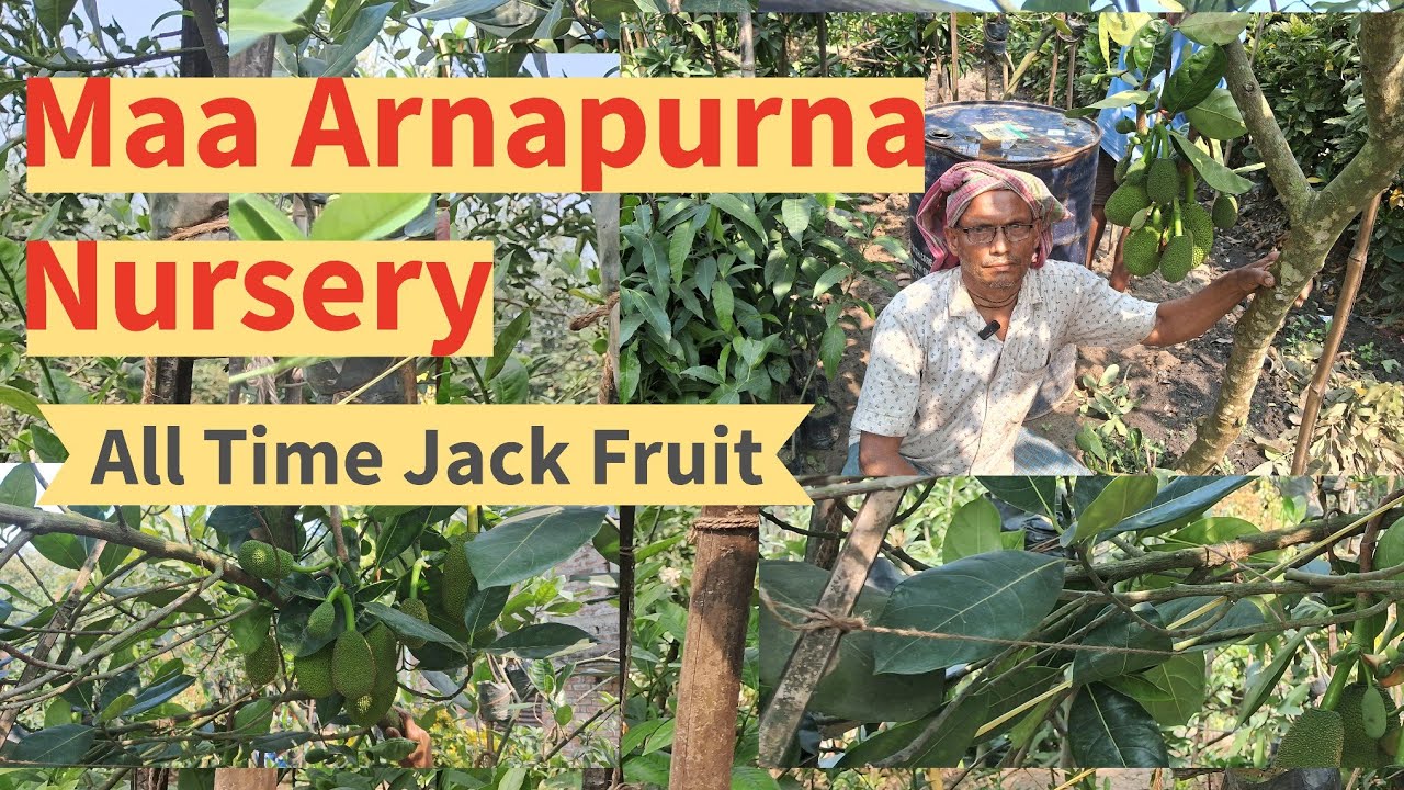Maa Arnapurna Nursery //All Time Jackfruit, online sale ujjwal kumar mandal 9733475747