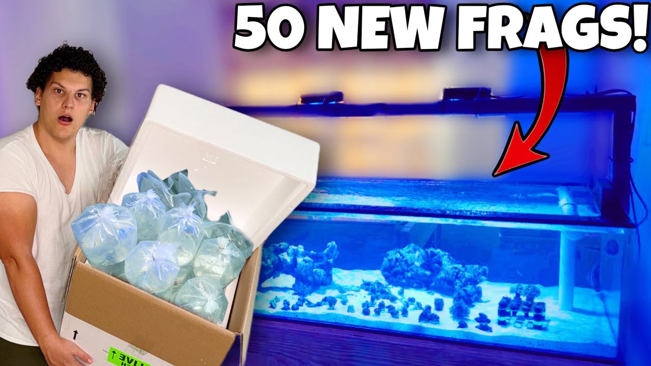 I Bought 50 FRAGS Of Coral for My REEF AQUARIUMS!