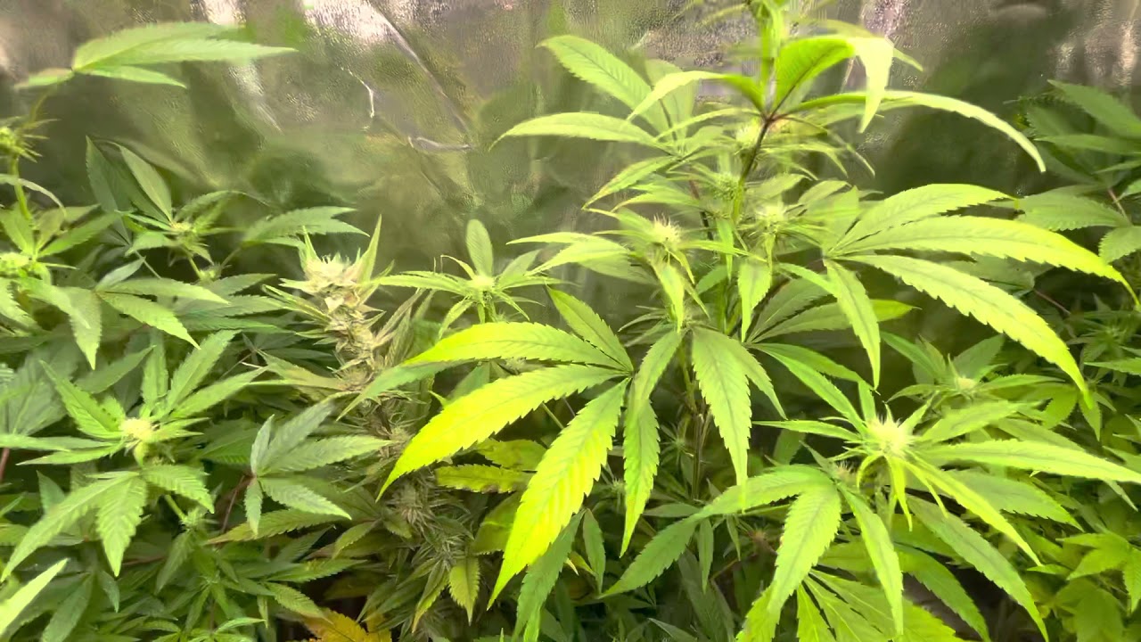 Mars Hydro Grow Journal Tsw2000 #marshydrosp6500