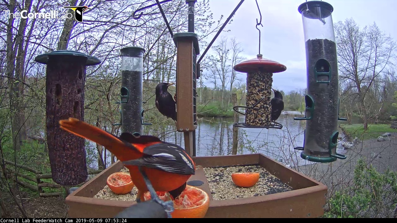 Male Baltimore Oriole Arrives In Fiery Orange Glory | Cornell Lab FeederWatch cam – May 9, 2019