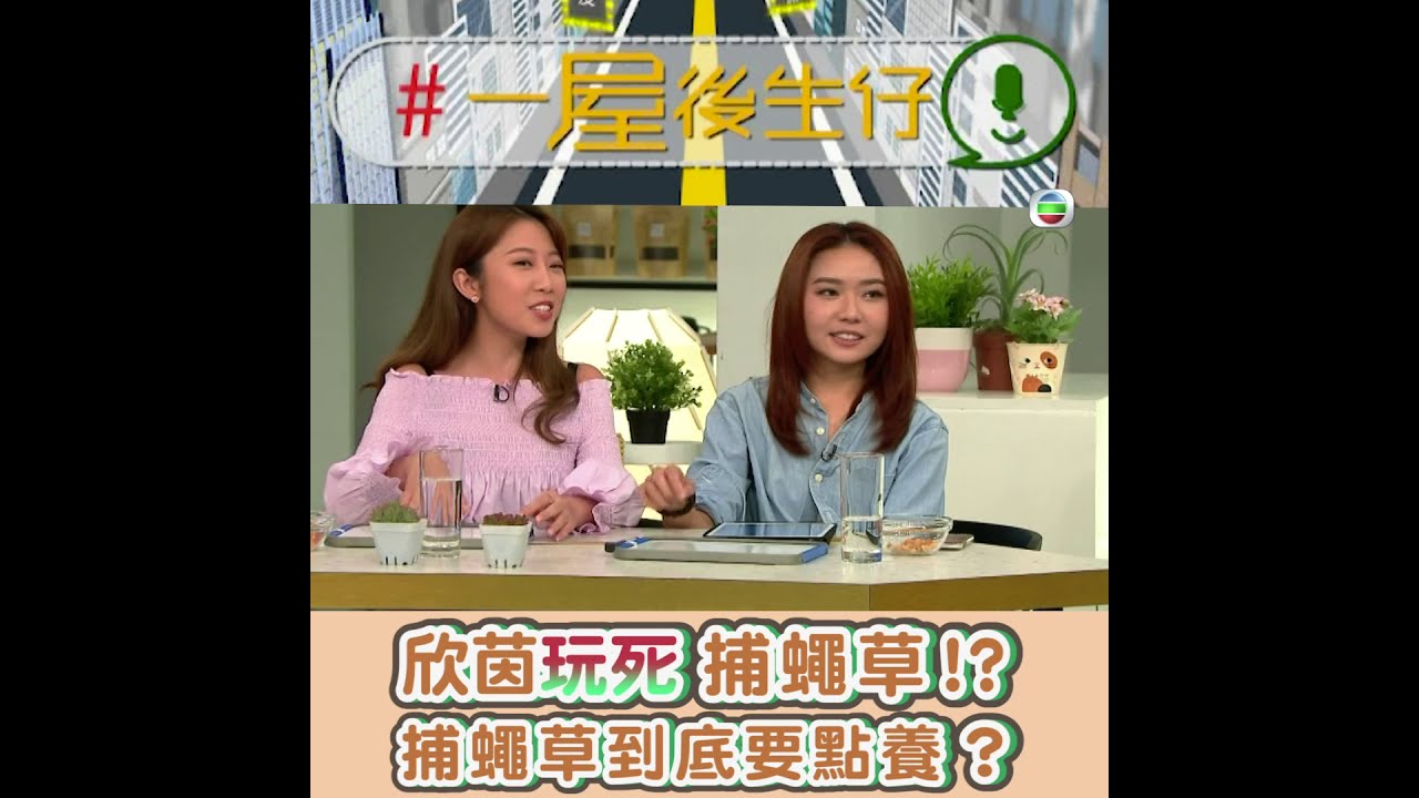 一屋後生仔 | 欣茵玩死 捕蠅草！？| 陳欣茵 | 植物