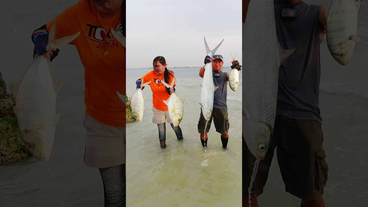 Ikan Besar ((Golden Trevally & Ikan Bandeng Liar))❤️🇦🇪🇵🇭