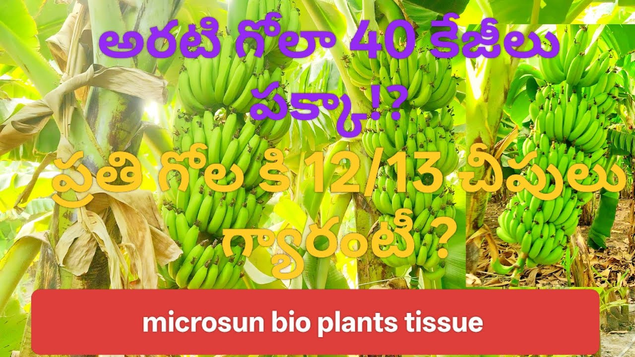 Microsun bio plant #banana tissue#high quality banana#12/13 chipulu#minimum 40 kg gola# farming life