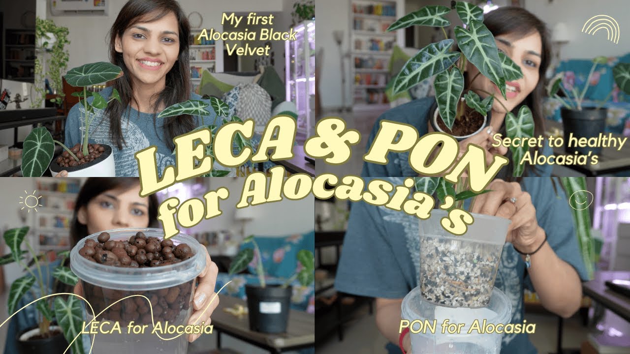 LECA & PON for Alocasia's | Transferring Alocasia Black Velvet + Bambino to Semi-hydroponics