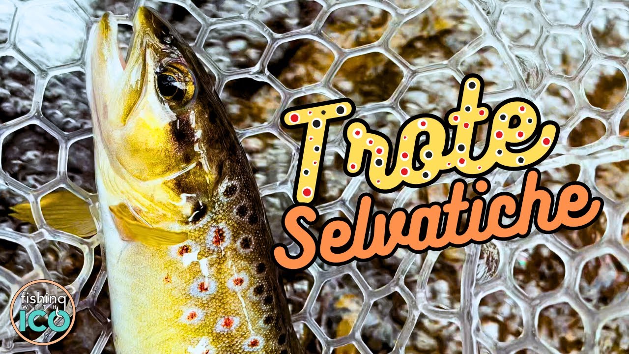 ESPLORO un MICRO TORRENTE SELVAGGIO in cerca di TROTE FARIO! INTO the WILD pt.2 (4K)