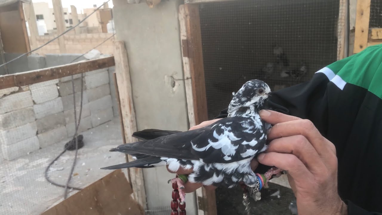 الكوم الحمام الكش / خليط مو طبيعي / اجت الحمام من الكوم وتم معنا زاجل وحط وريح وطار 🕊