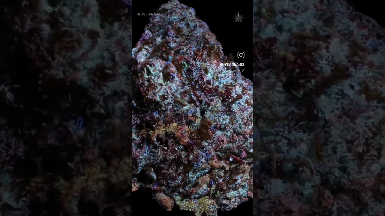 Have you ever seen cannabis under a black light? #cannabisphotography #shorts