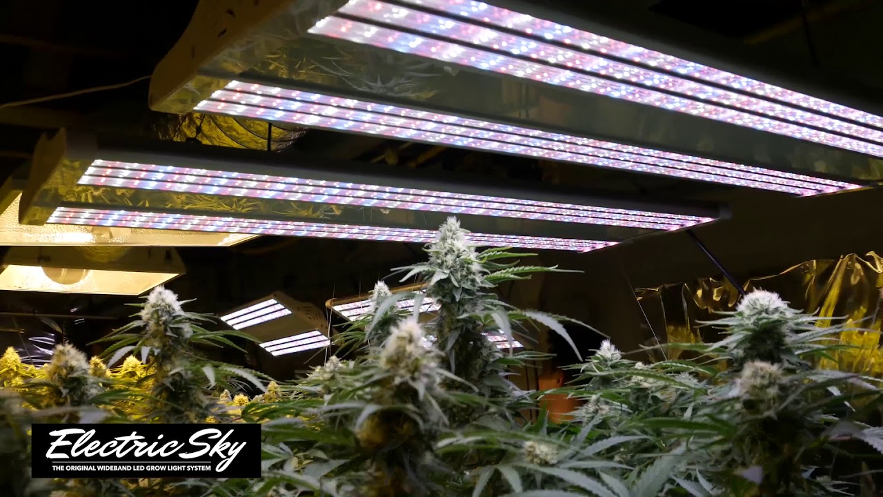 Electric Sky LED grow light comparison to 1000 watt hps