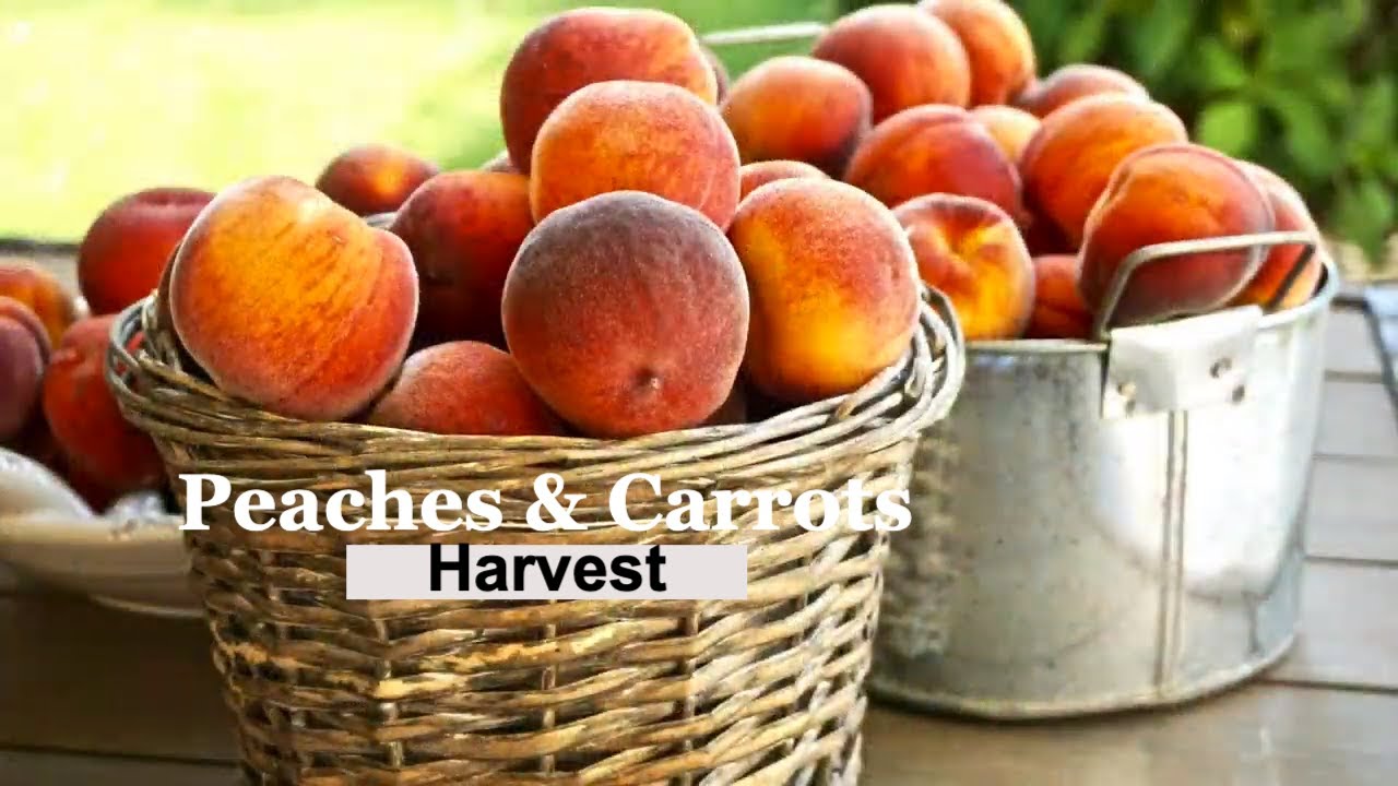 Colheita de Pêssegos e Cenoura | Peaches and Carrots Harvest.