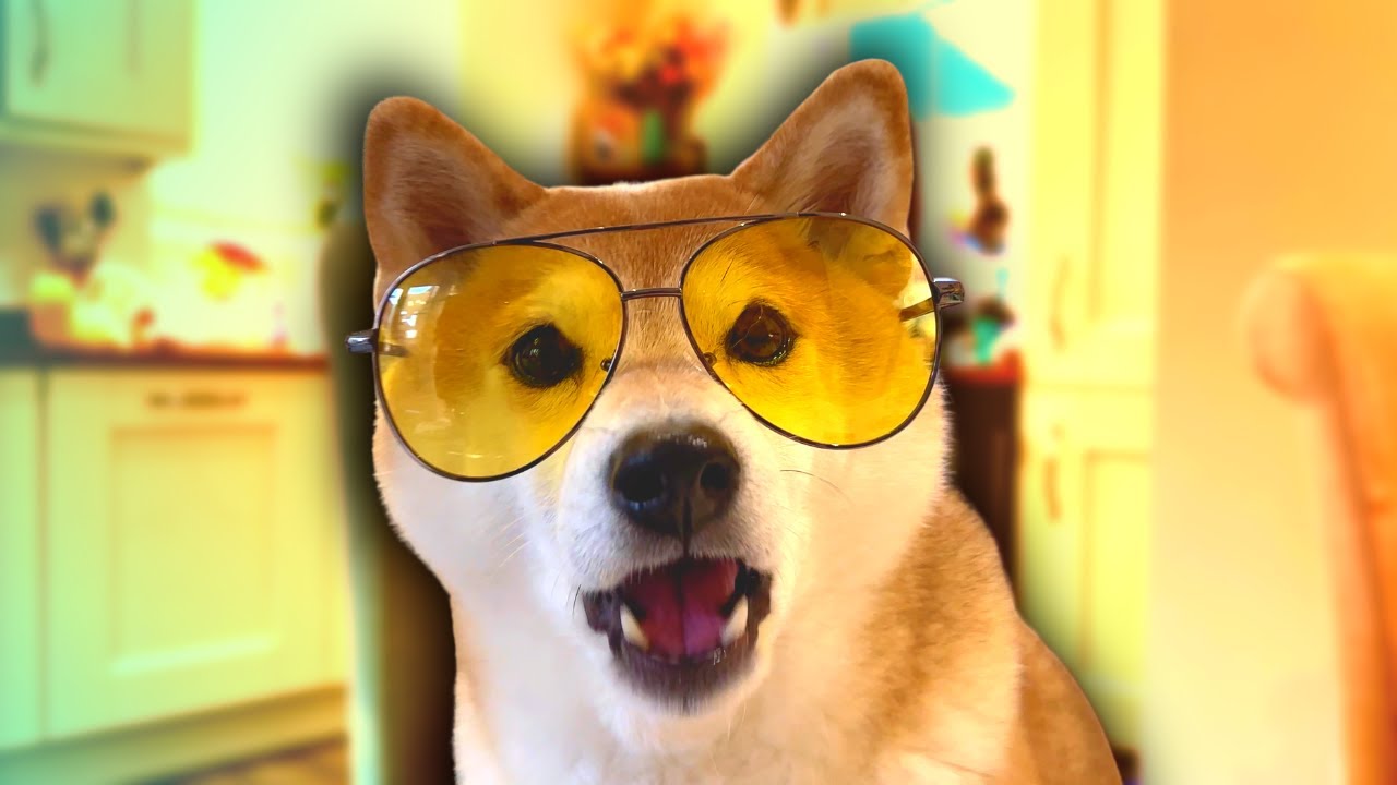 The Cheese Tax Dog goes FULL DRAMA (+ ChatGPT went crazy!)