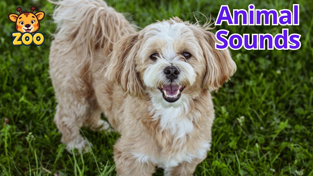 Animal Sounds for Kids | Pets - Dog, Cat, Rabbit & More