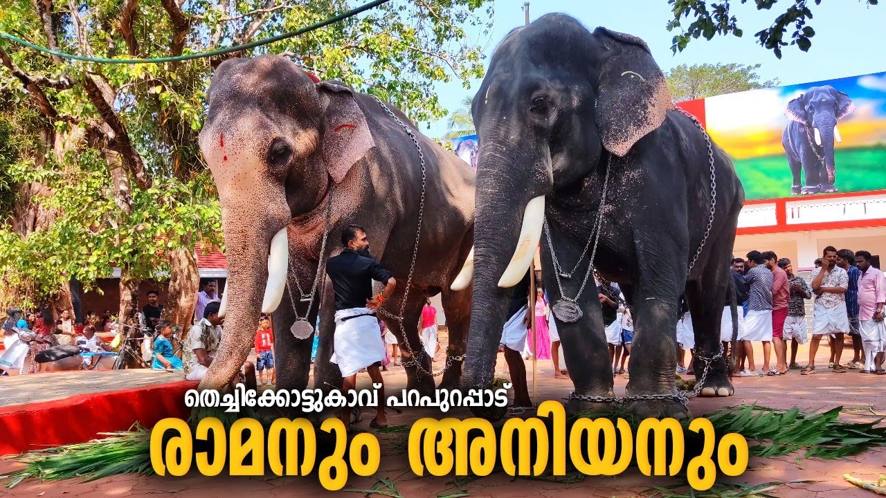 Thechikottukavu Pooram 2024 - Parapurappadu | Thechikottukavu Ramachandran & Devidasan Today