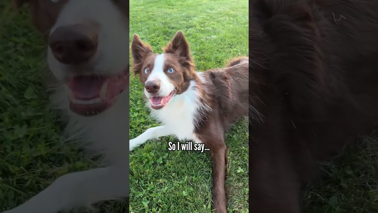 Did Trek make you smile? 🥰🐶 #youtubeshorts #dogs