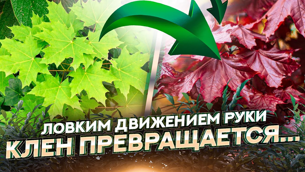 КАК и ЗАЧЕМ ПРИВИВАТЬ ДЕРЕВЬЯ в питомнике растений