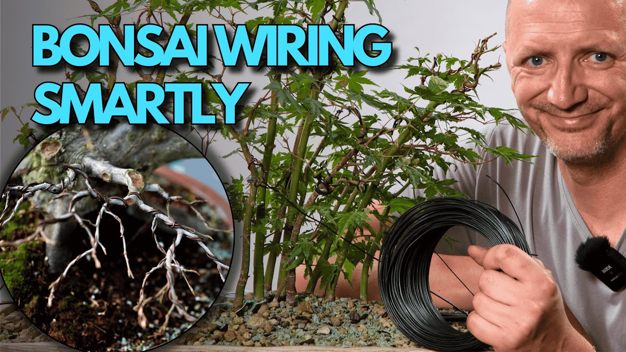 Bonsai Wiring Hacks That Transform Your Trees