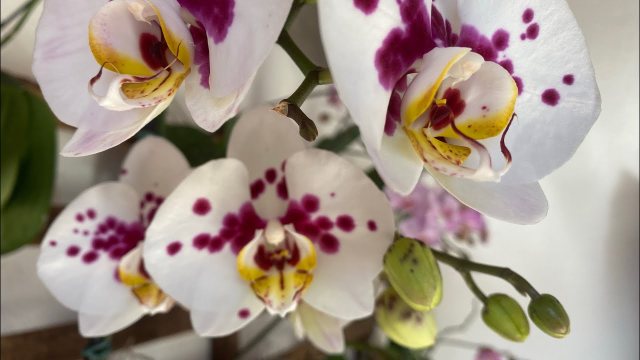 🔴 Minha Orquídea Phalaenopsis  Não Floresce. O que Fazer? 🌺