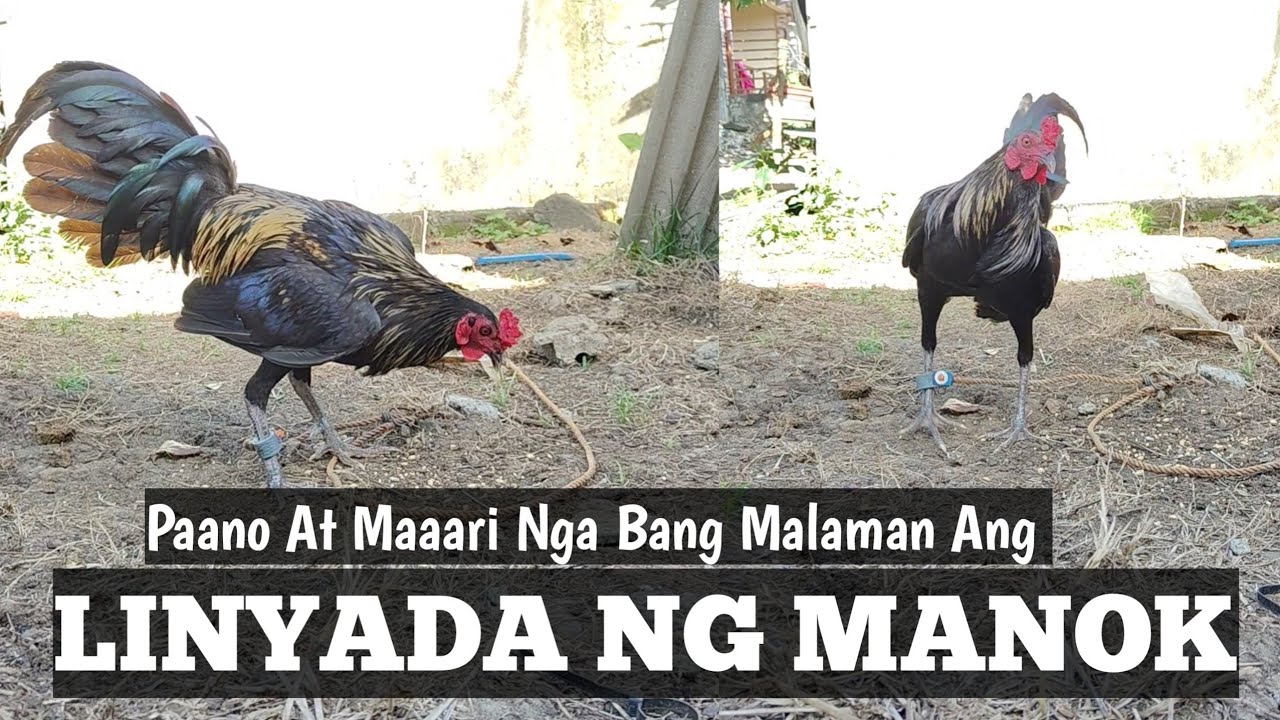 Paano At Maaari Bang Malaman ang Linyada ng Isang Manok | Linyada ng Mamay 