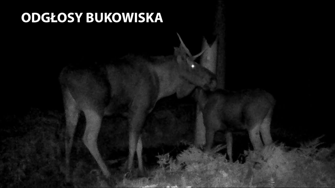 Bukowisko 2023 - Śpiew godowy łosi.