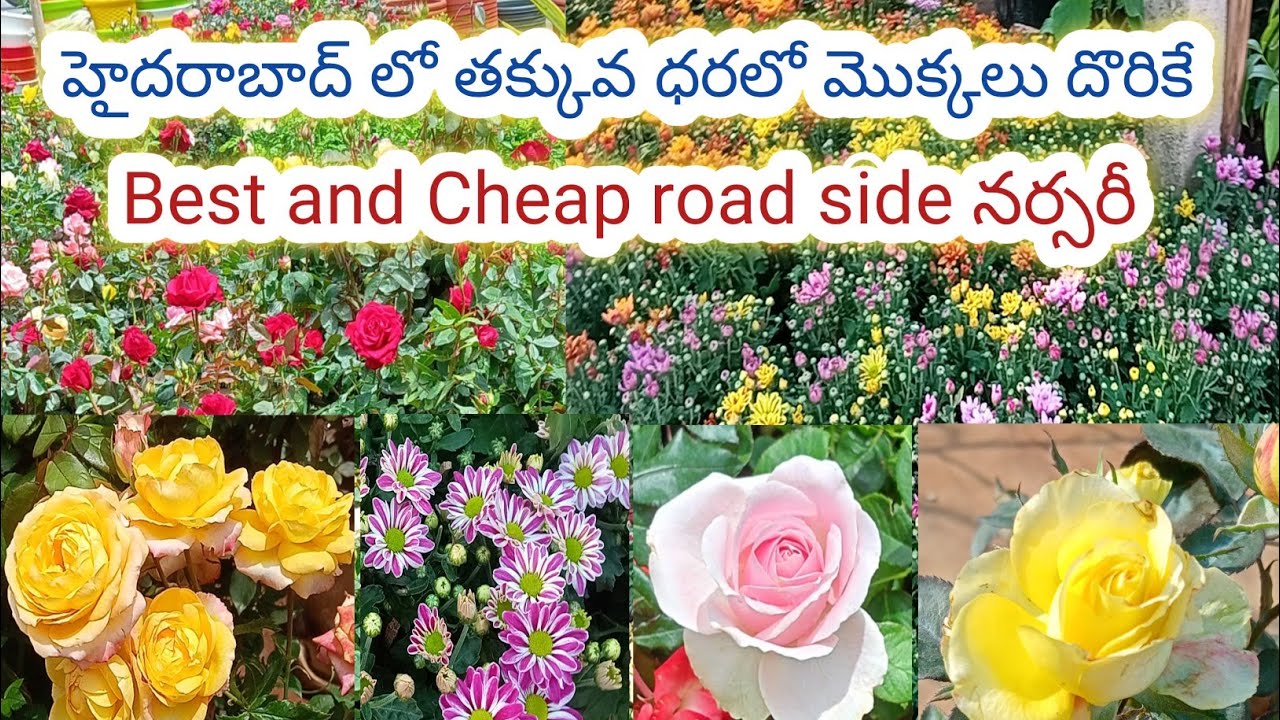 అన్ని రకాల మొక్కలు తక్కువ ధరలో దొరికే నర్సరీ/cheap and best nursery in Hyderabad#nursery #plants