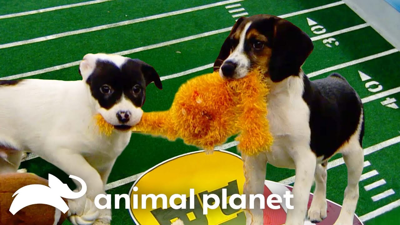 Best of Beagle Pups in the Bowl | Puppy Bowl | Animal Planet
