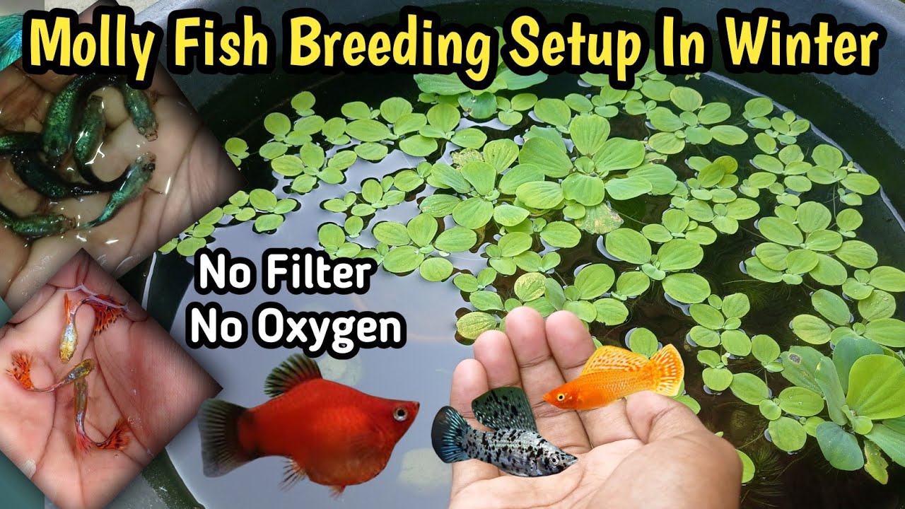 How to Make Molly Fish Breeding Setup In Winter 🥶🥶|Molly Fish ka Breeding setup Kaise Banaye 🐟,Guppy
