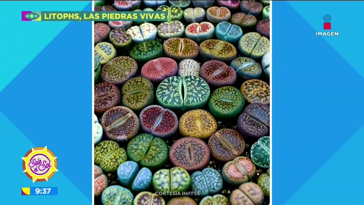 ¿Qué son las Litophs, 'piedras vivas' y qué cuidados hay que tener? | Sale el Sol