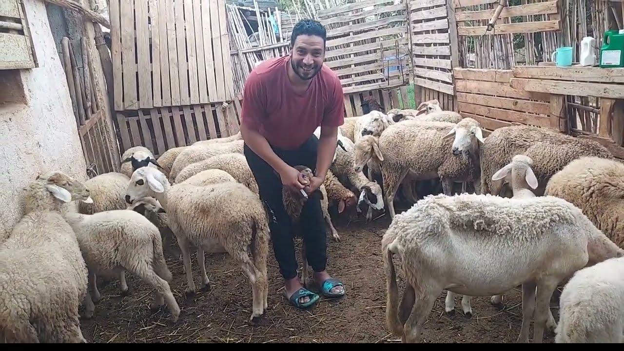 سلام عليكم الخوت جمعة مباركة..من بعد الغياب اليوم درت دواء ديال الغش الغنم وتشاركت معاكم هاد الفيديو