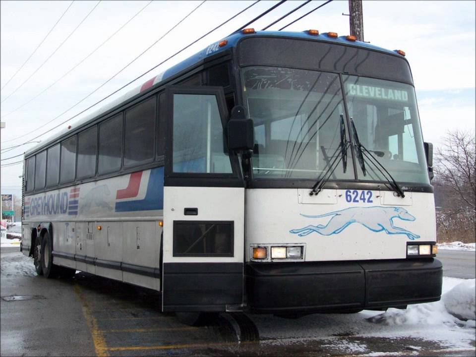 Greyhound #6268