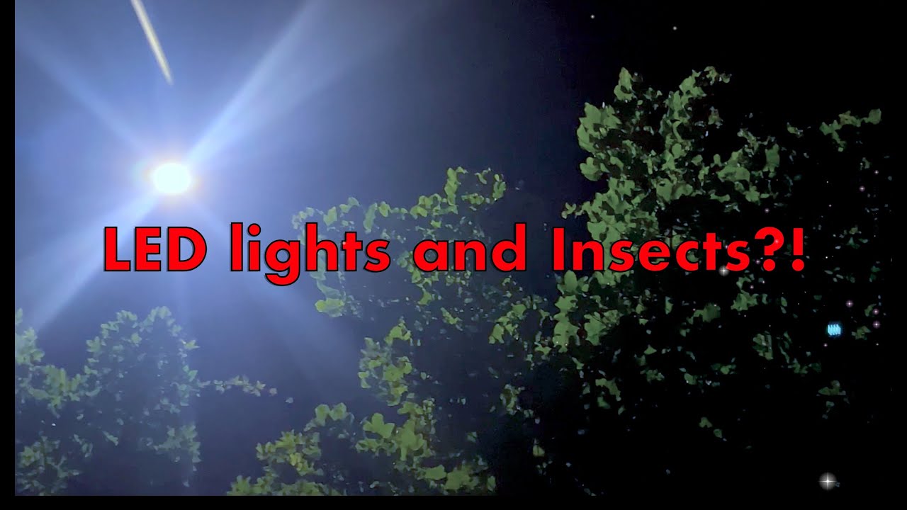 LED streetlights kill insects