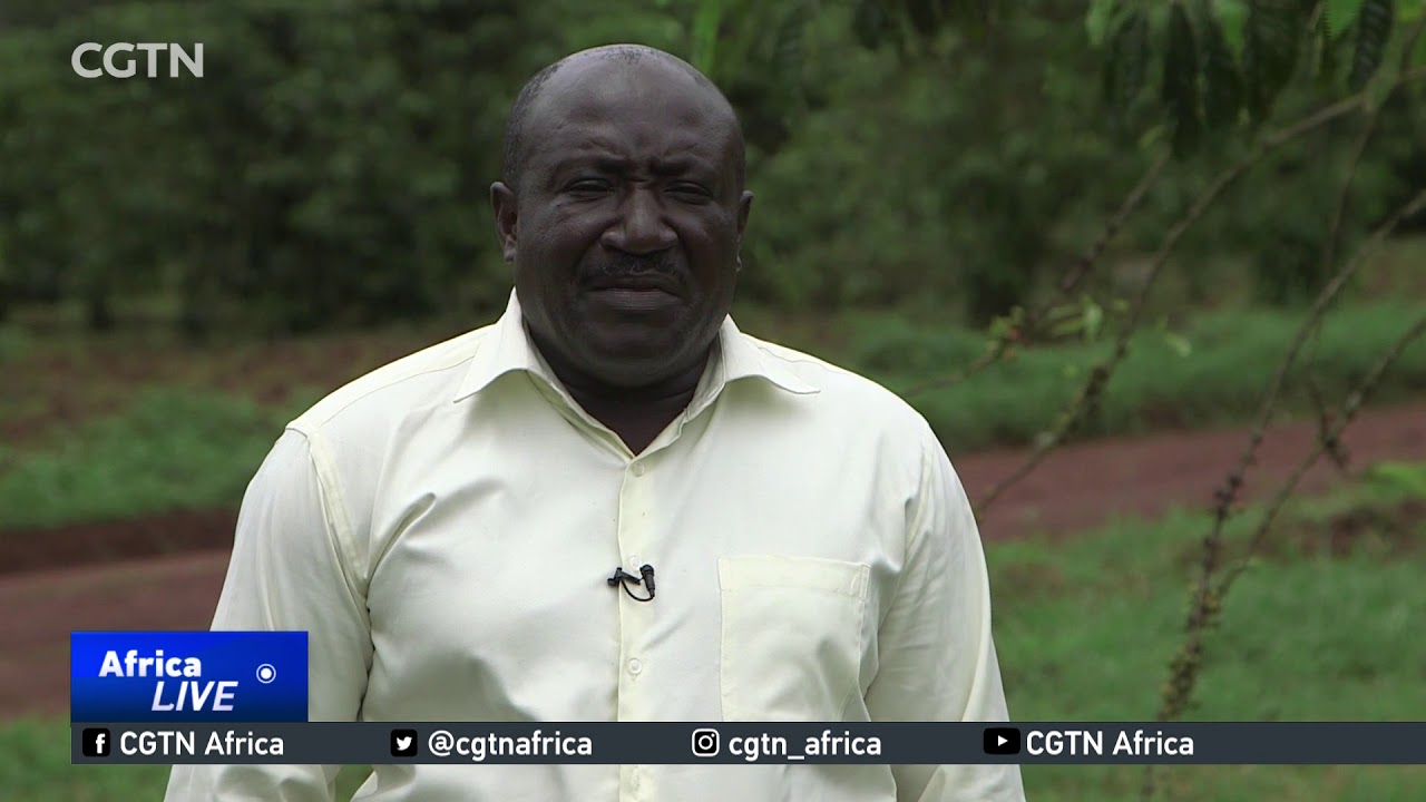 Uganda launches three new pest-resistant coffee varieties