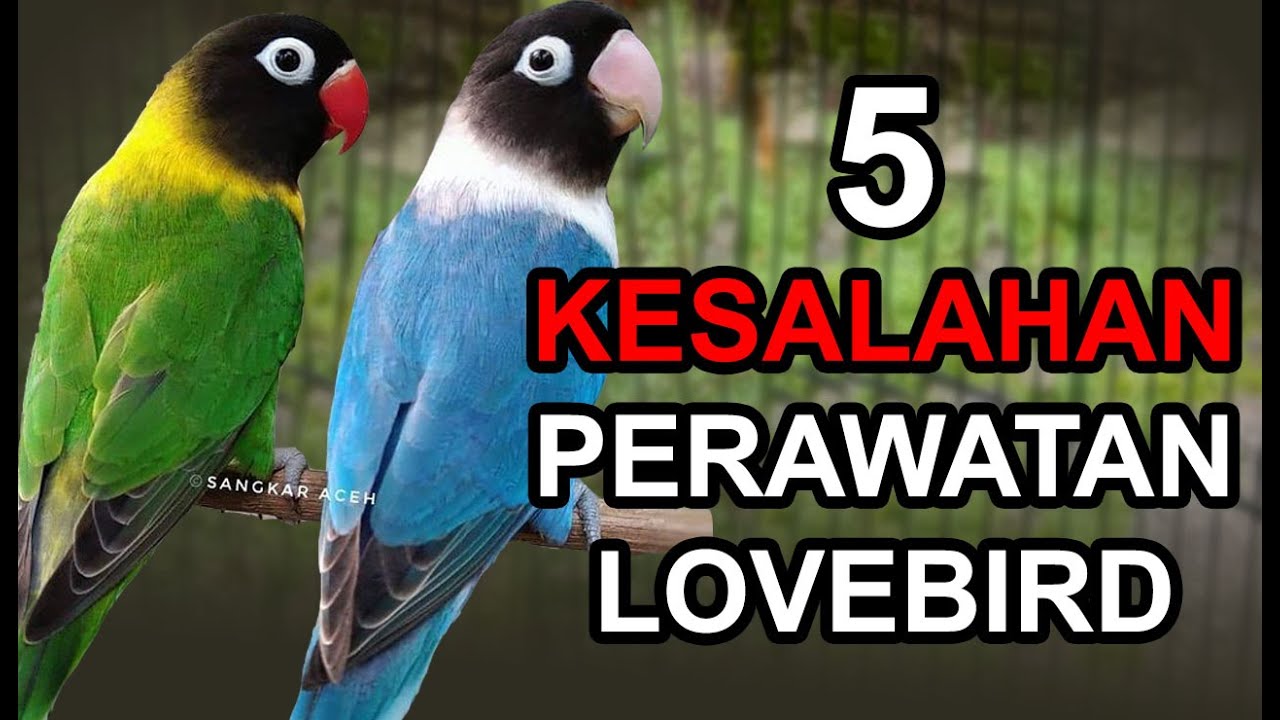 5 Kesalahan FATAL dalam Merawat LOVEBIRD yang harus DIWASPADAI