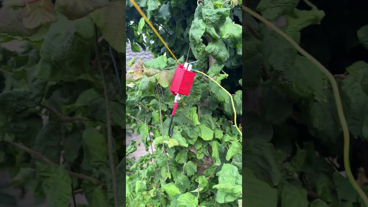 Long wire garden antenna - first attempt