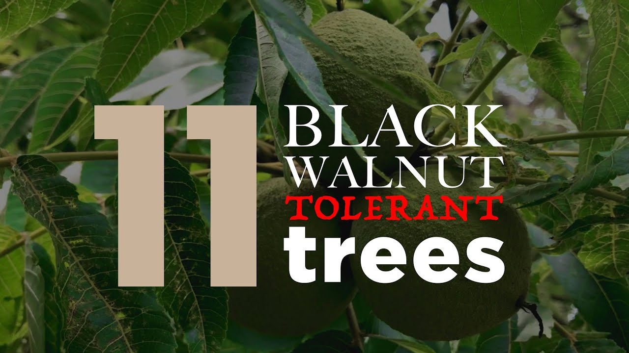 11 Black Walnut Tolerant Trees, Not Juglone Sensitive Trees