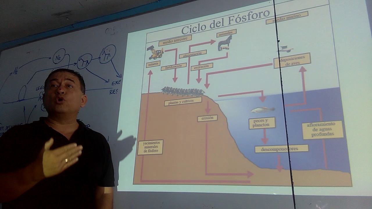 ciclo del fósforo